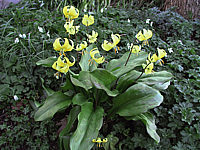 1c%20und%20Erythronium%20Pagode.JPG