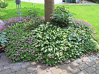 2a%20dann%20Hosta+Geranium%20IMG_9626.JPG