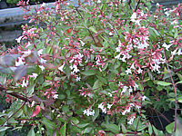 Abelia%20grandiflora%20nah.jpg