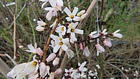 Klicken Sie auf die Vorschau, um das Vollbild zu sehen Abeliophyllum%20distichum%20004%20Blüten%20nah.JPG