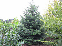 Abies%20nordmanniana%203.JPG