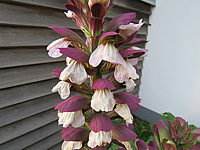 Klicken Sie auf die Vorschau, um das Vollbild zu sehen Acanthus%20hungaricus%20-%20Blüte%2002.JPG