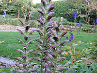 Klicken Sie auf die Vorschau, um das Vollbild zu sehen Acanthus%20spinosus%20%20Blüte%2002.JPG