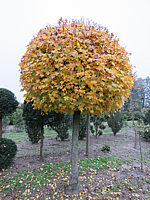 Acer%20campestre%20%20Kugelstamm%2001.JPG