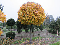 Acer%20campestre%20%20Kugelstamm%2002.JPG