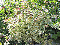 Acer%20campestre%20Carnival%20Juni.JPG
