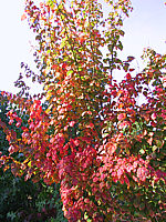 Klicken Sie auf die Vorschau, um das Vollbild zu sehen Acer%20davidii%20-Herbstfärbung2gedr.JPG